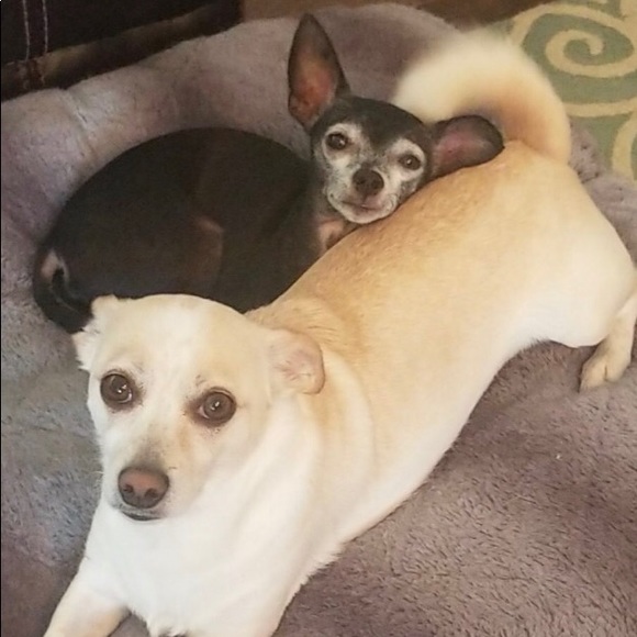 Meet your Posher, Quetzal - Picture 1 of 1